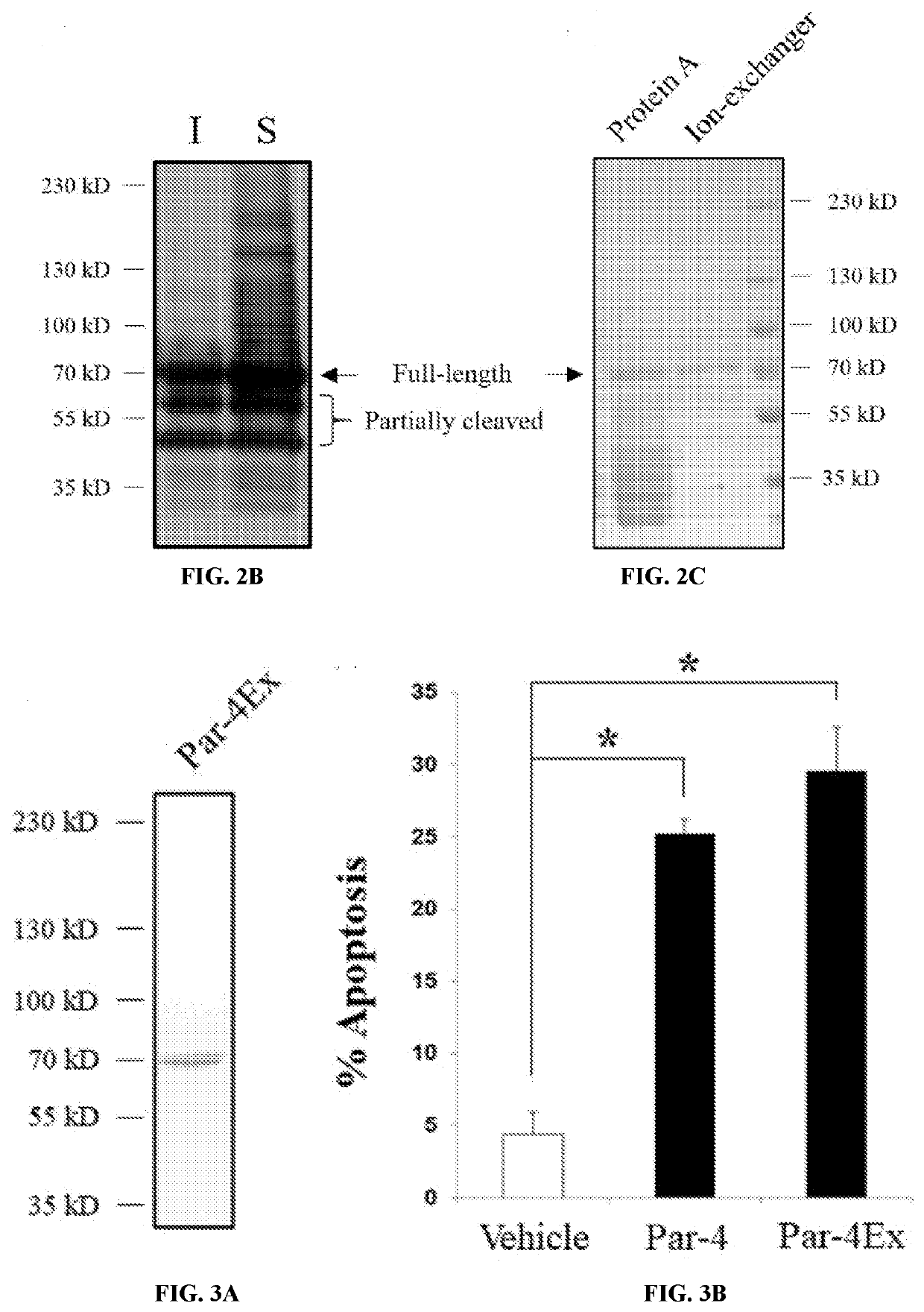 A Novel Prostate Apoptosis Response-4 (Par-4) Protein Entity with an Extended Duration of Action for Therapeutic Treatment of Cancer