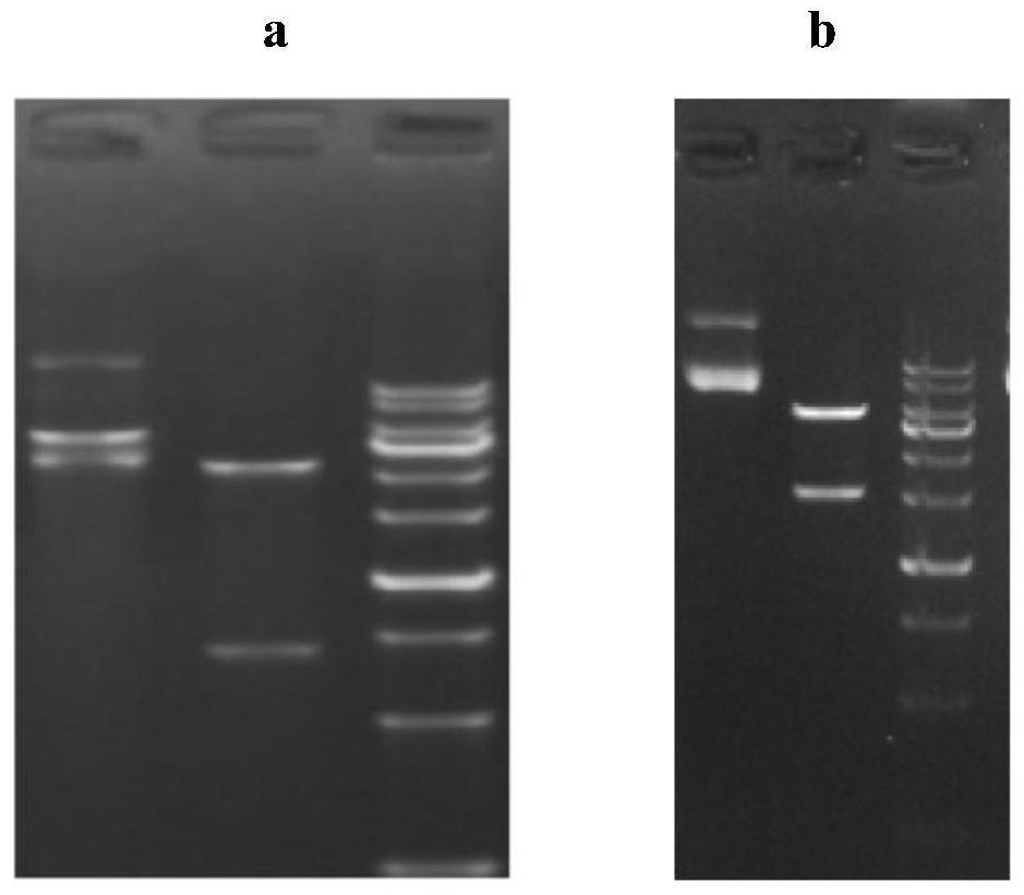 Anti-TNF-alpha humanized monoclonal antibody TCX060 having low immunogenicity and low ADCC/CDC function and application of anti-TNF-alpha humanized monoclonal antibody TCX060