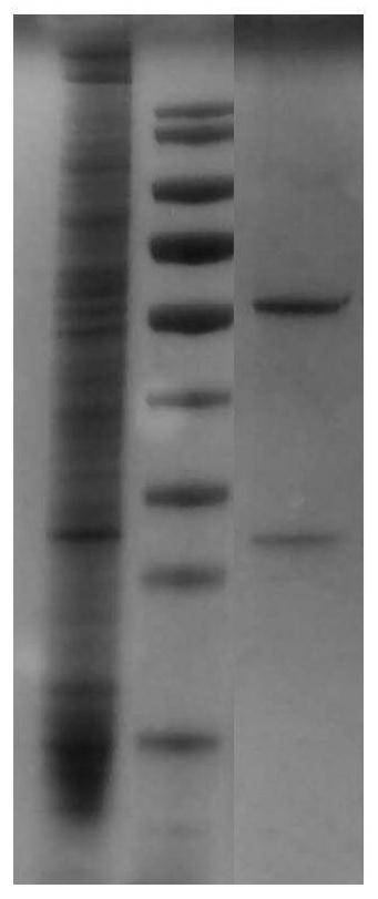 Anti-TNF-alpha humanized monoclonal antibody TCX060 having low immunogenicity and low ADCC/CDC function and application of anti-TNF-alpha humanized monoclonal antibody TCX060