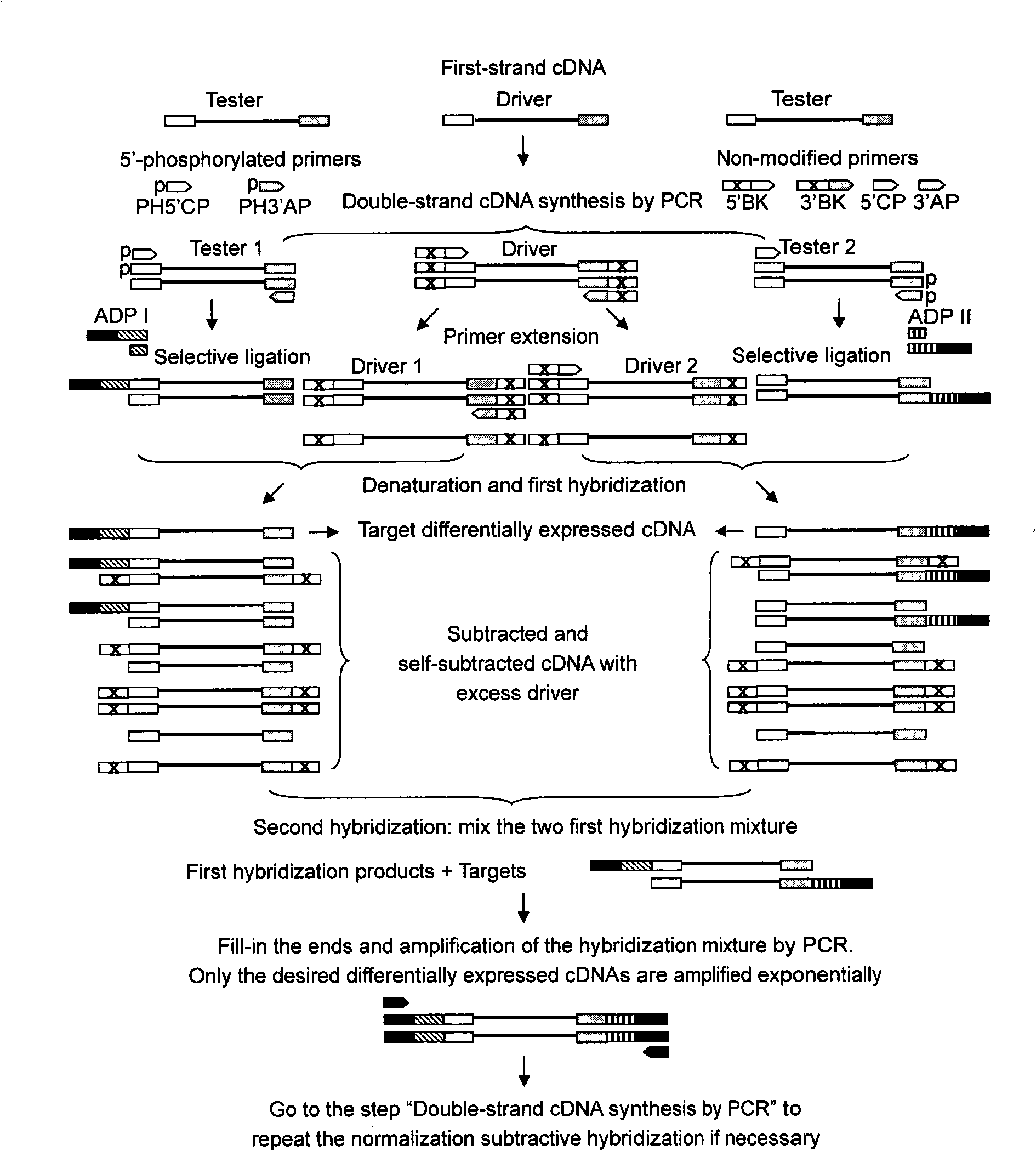 Full length cDNA homogenizing subtractive hybridization method