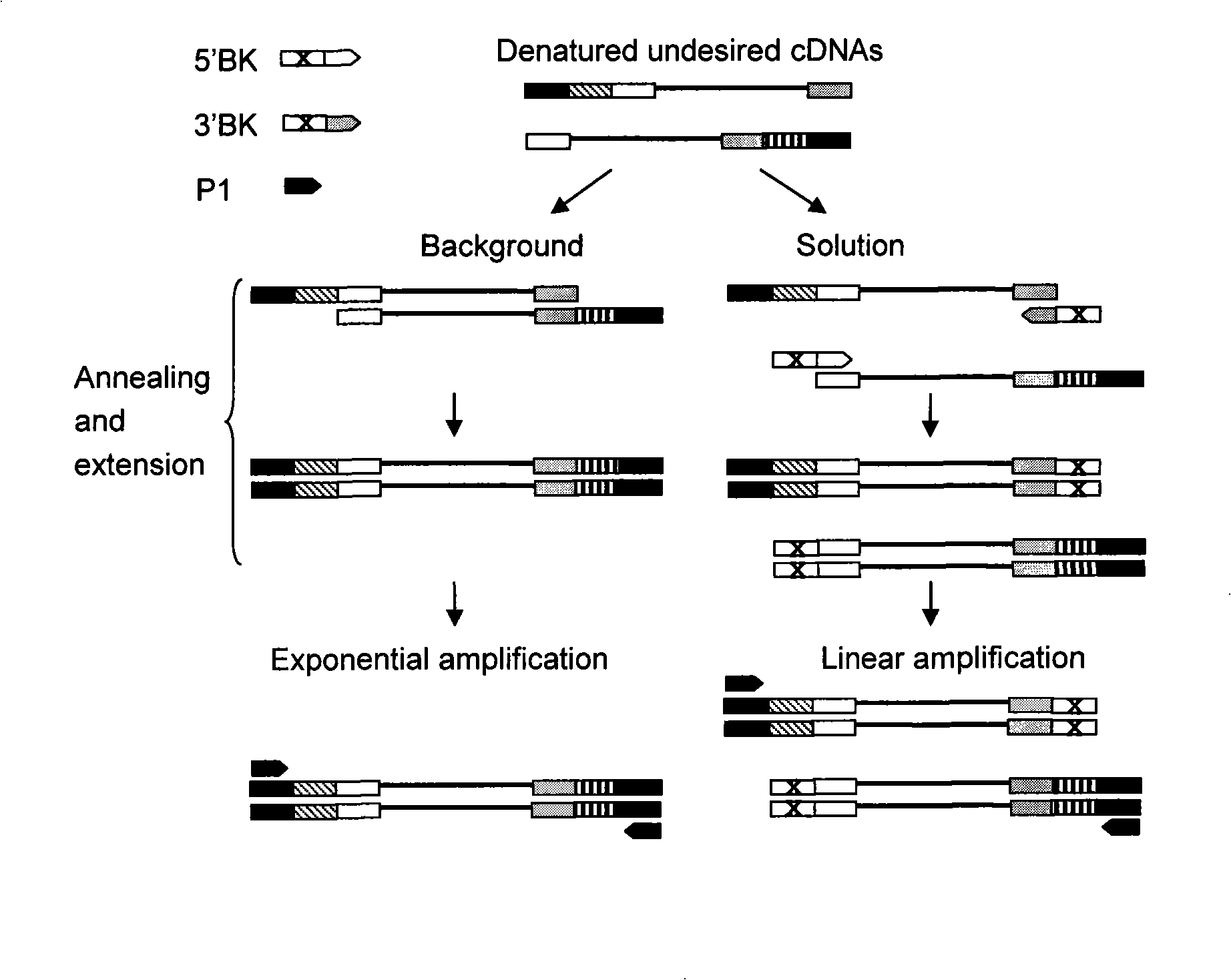 Full length cDNA homogenizing subtractive hybridization method