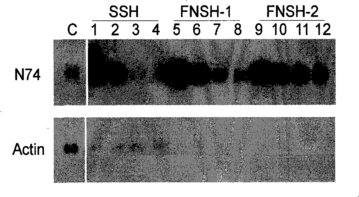 Full length cDNA homogenizing subtractive hybridization method