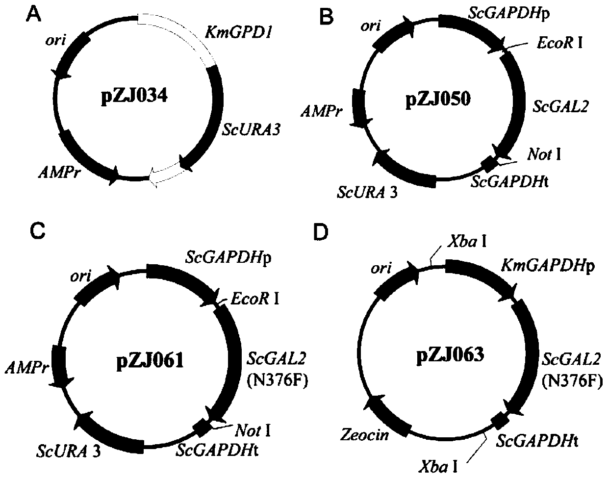 Construction and application of high-temperature and high-yield engineered strains of xylitol and ethanol at the same time