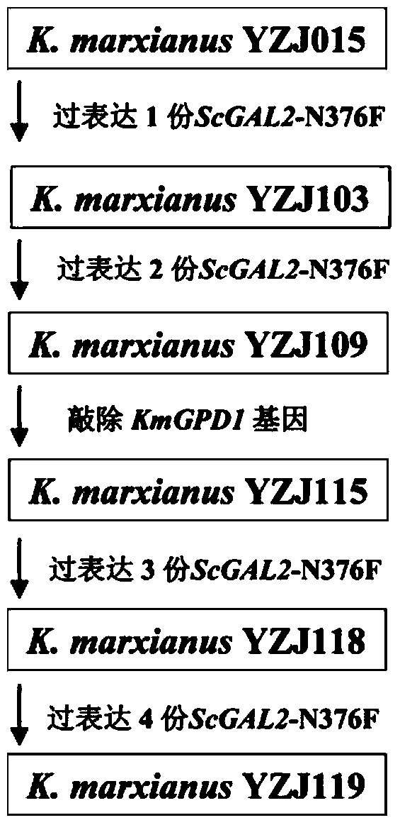 Construction and application of high-temperature and high-yield engineered strains of xylitol and ethanol at the same time