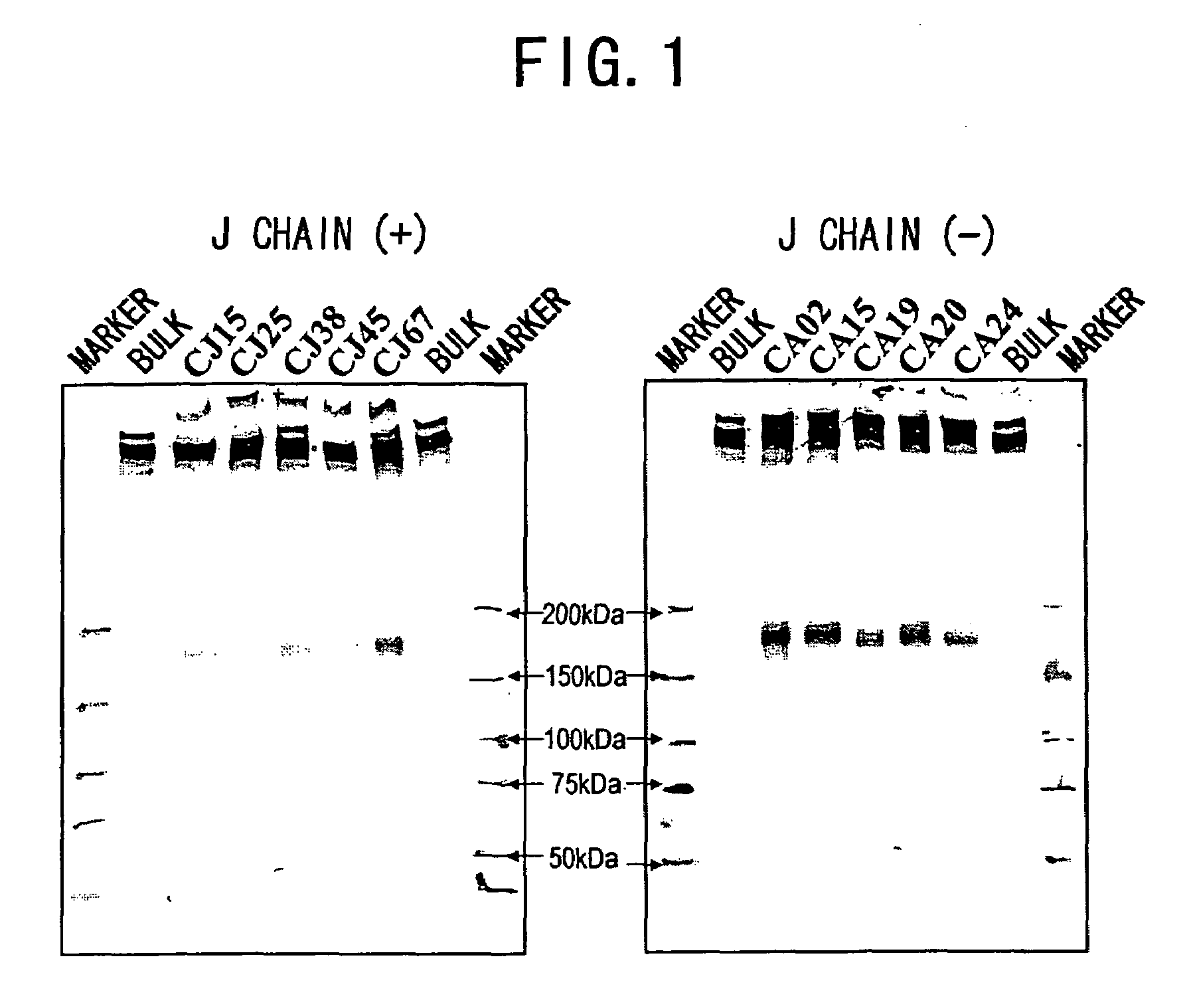 Polynucleotides encoding anti-ganglioside antibodies