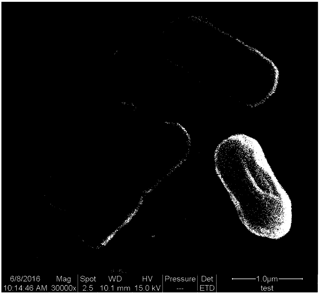 High temperature-resistant bacterium for promoting ammonia assimilation function in sludge composting process