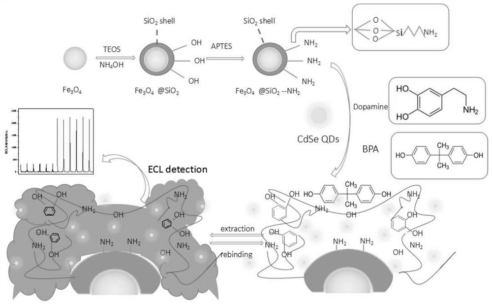 Magnetic quantum dot molecular imprinting material and application for detecting bisphenol A