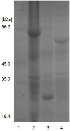 Method for preparing adenosine triphosphate by immobilized enzyme method