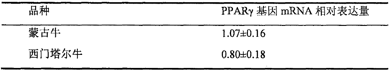 Method for detecting the expression level of PPAR gamma gene in bovine muscle