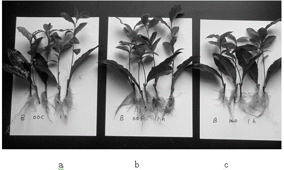 Preparing and applying method of cutting propagation growth promoting agent of tea tree endogenous herbaspirillum seropedicae