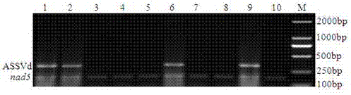 An internal standard-based RT‑PCR detection technique for apple rust viroids