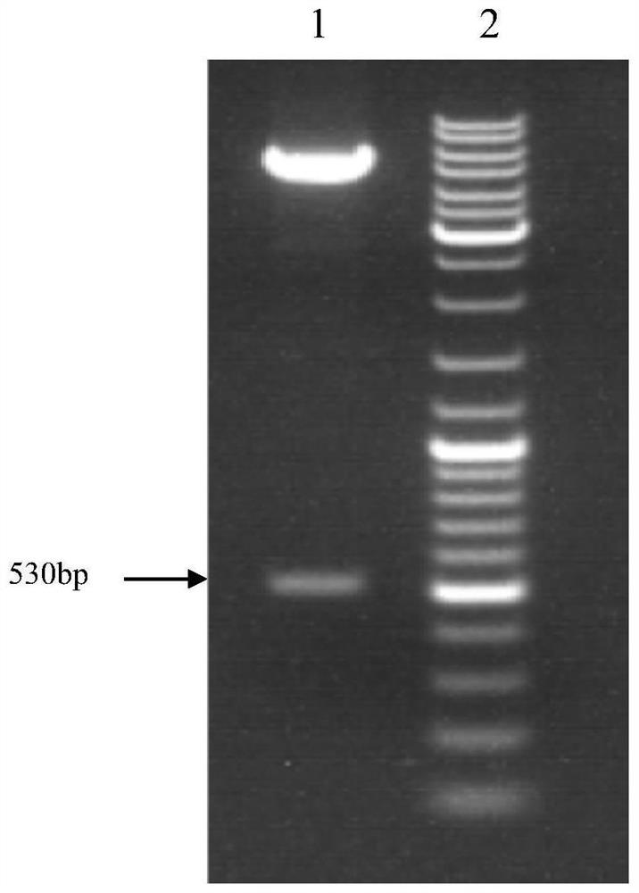 A kind of soluble human ige receptor protein truncated protein and its preparation method and application