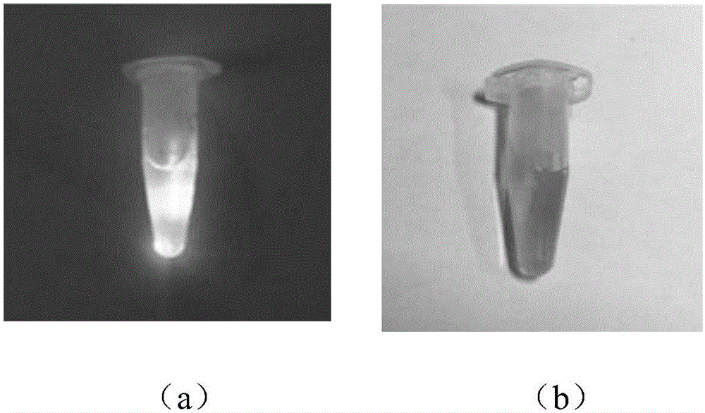 Rapid bacterial detection method based on upconversion fluorescence resonance energy transfer