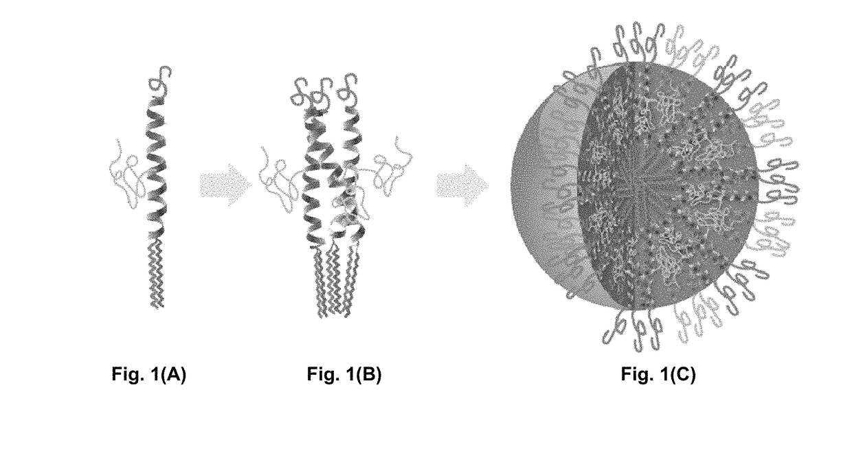 Bis-polymer lipid-peptide conjugates and nanoparticles thereof