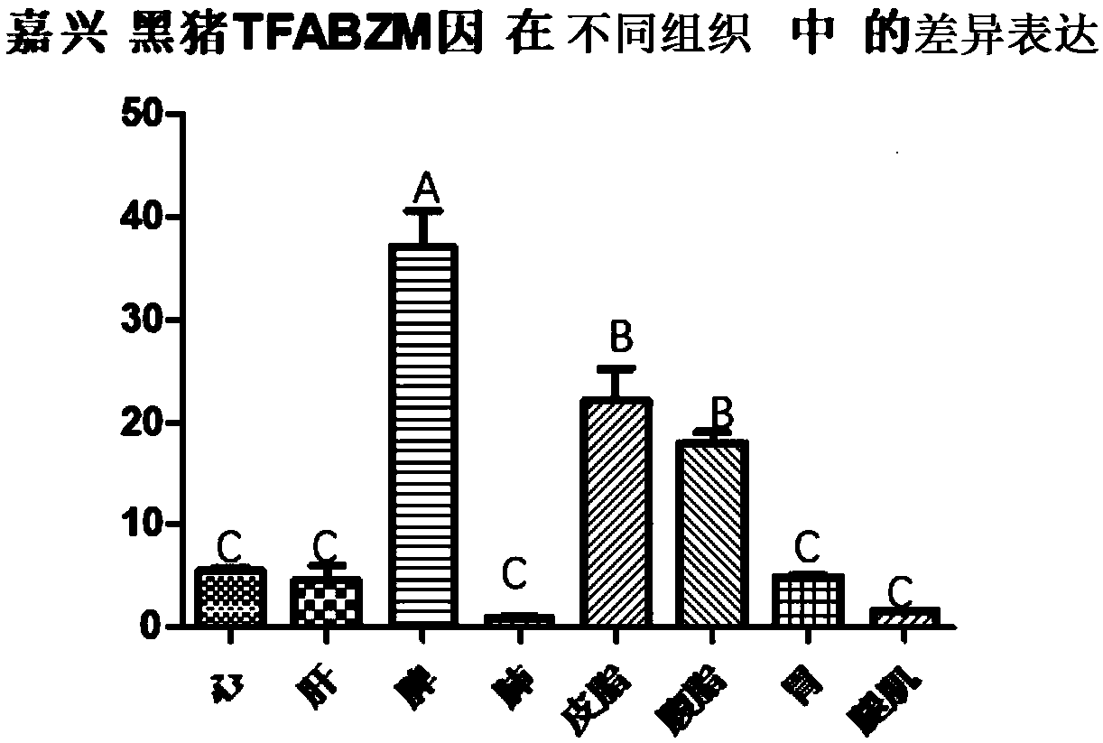 Jiaxing black pig TFB2M gene characteristic sequence, primer and detection kit