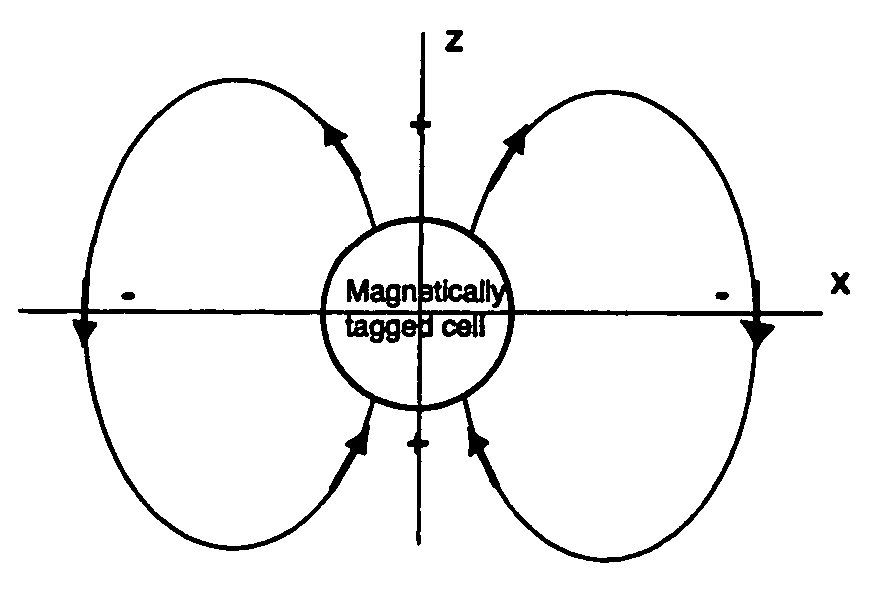 Positive contrast MRI of magnetically tagged cells, objects, tissues