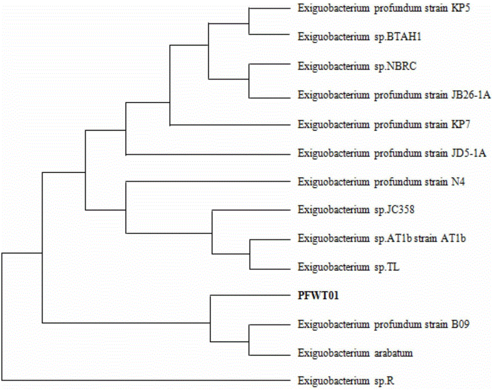 Exiguobacterium profundum having tolerance to vadaium and application of deep-sea exiguobacterium