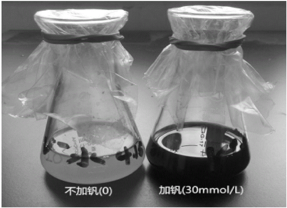 Exiguobacterium profundum having tolerance to vadaium and application of deep-sea exiguobacterium