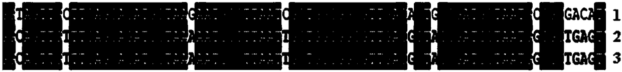 Kit used for detecting swine salmonella antibody