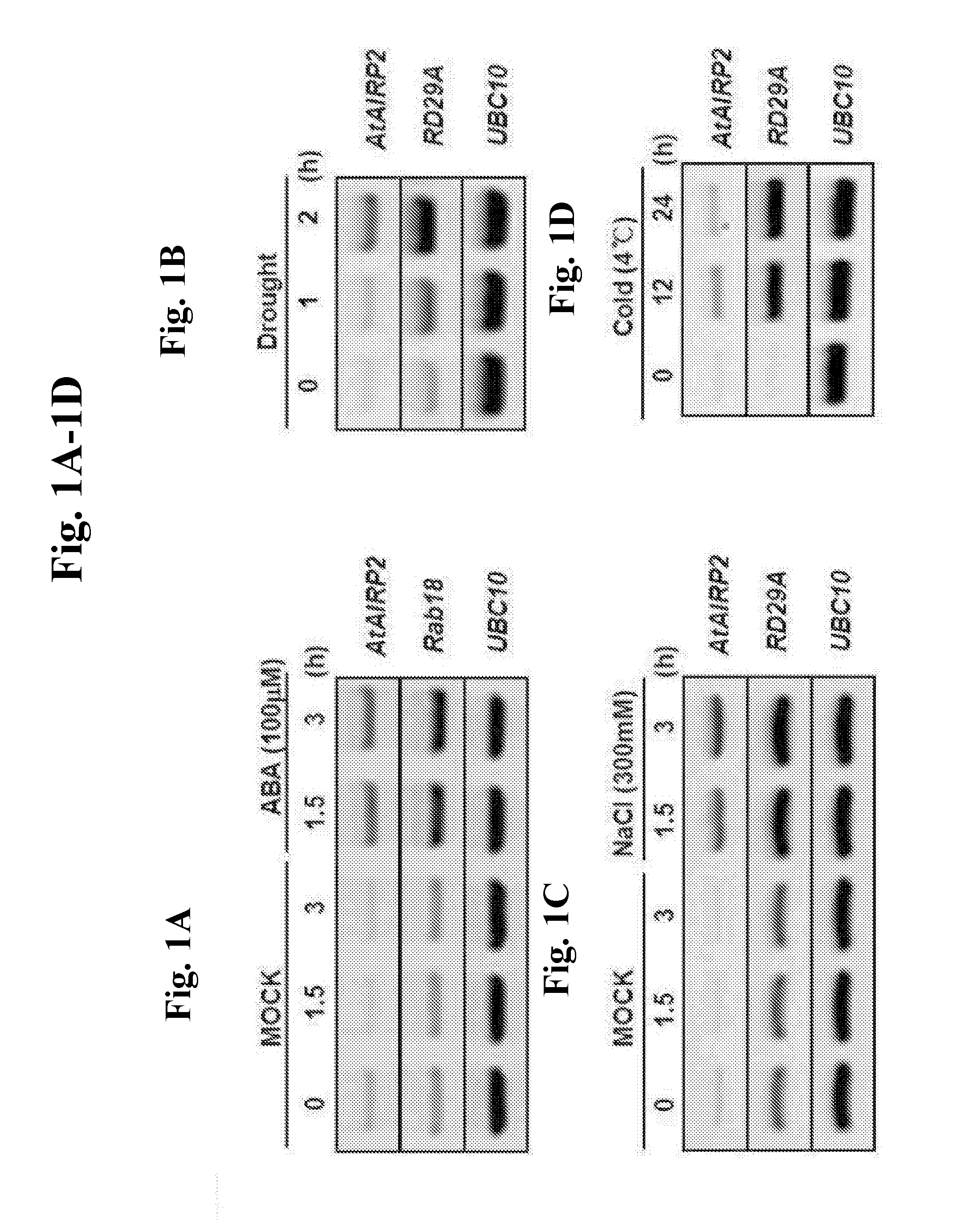 Gene associated with non-biological stress resistance, and transformed plant