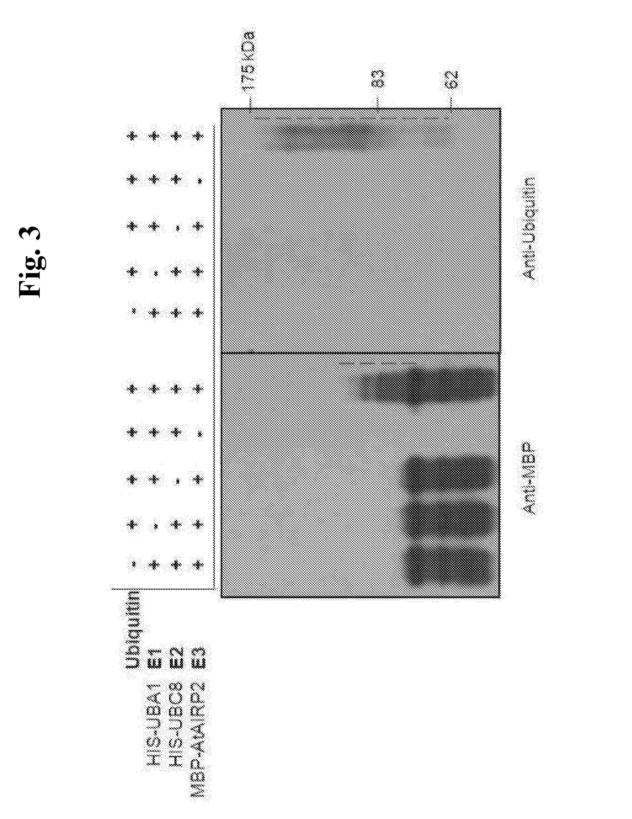 Gene associated with non-biological stress resistance, and transformed plant