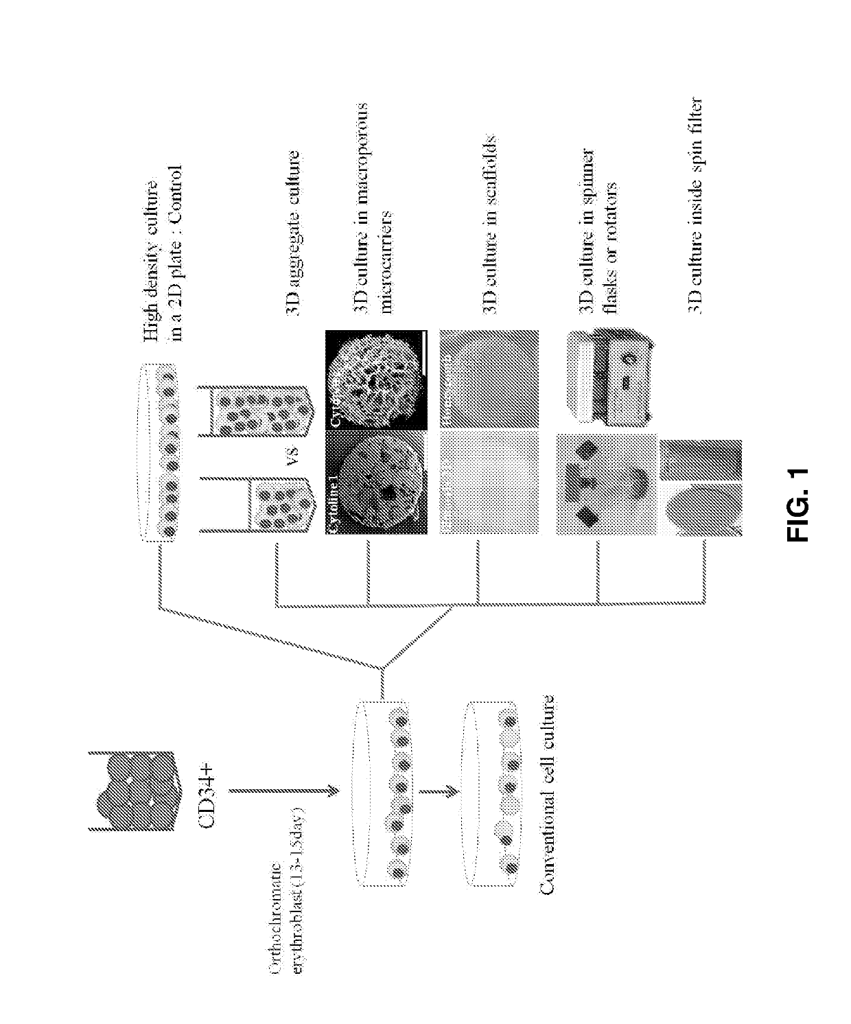 In vitro expansion of erythroid cells