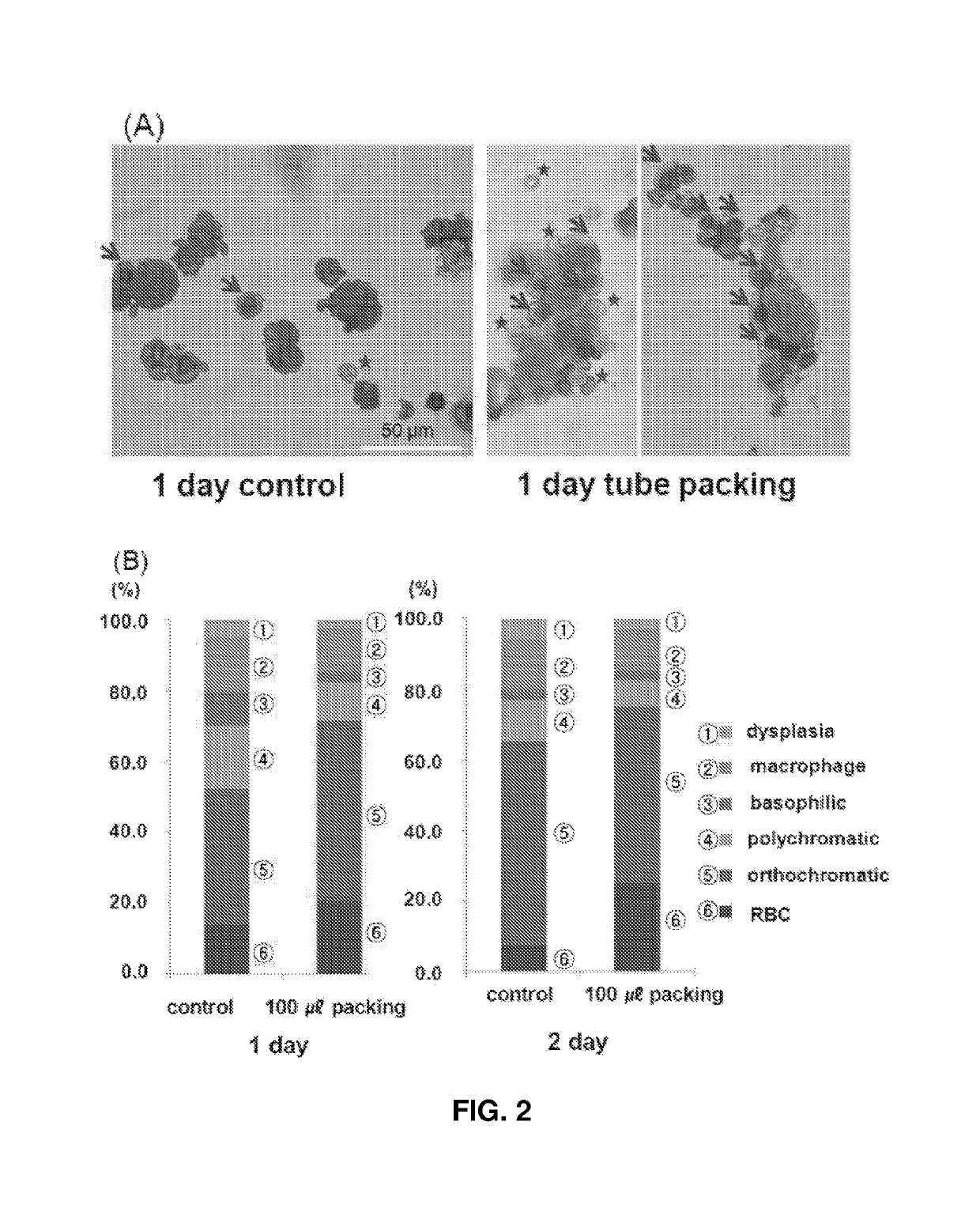 In vitro expansion of erythroid cells