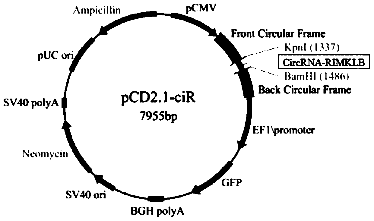 Liupan mountain yellow cattle circR-UQCC1 gene, and overexpression vector, construction method and application thereof