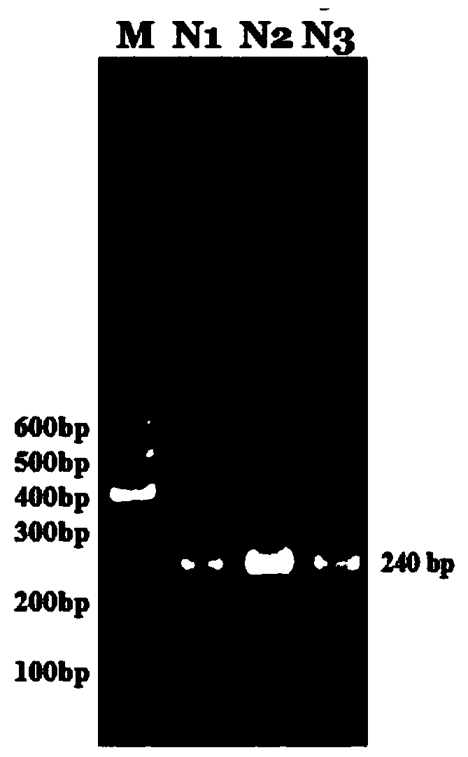 Liupan mountain yellow cattle circR-UQCC1 gene, and overexpression vector, construction method and application thereof