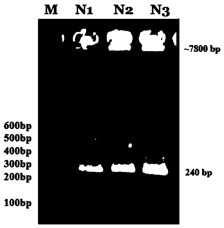 Liupan mountain yellow cattle circR-UQCC1 gene, and overexpression vector, construction method and application thereof