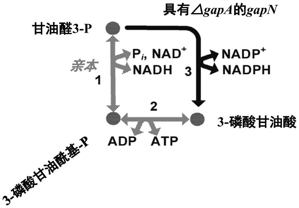 Engineered microorganisms with g3p---&gt; 3pg enzyme and/or fructose-1,6-bisphosphatase including those having synthetic or enhanced methylotrophy