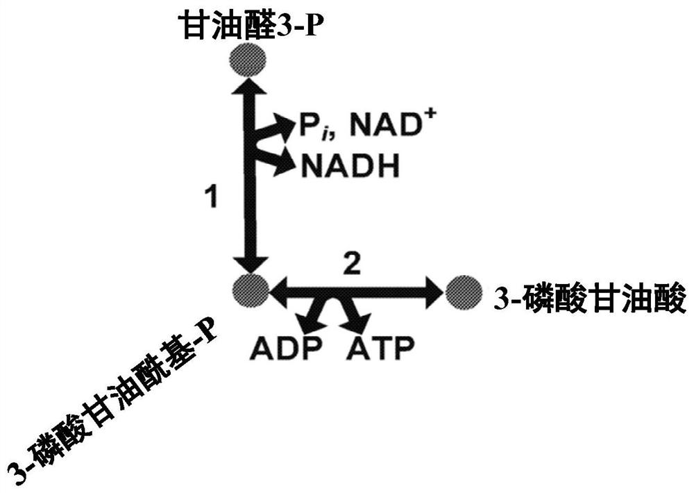 Engineered microorganisms with g3p---&gt; 3pg enzyme and/or fructose-1,6-bisphosphatase including those having synthetic or enhanced methylotrophy