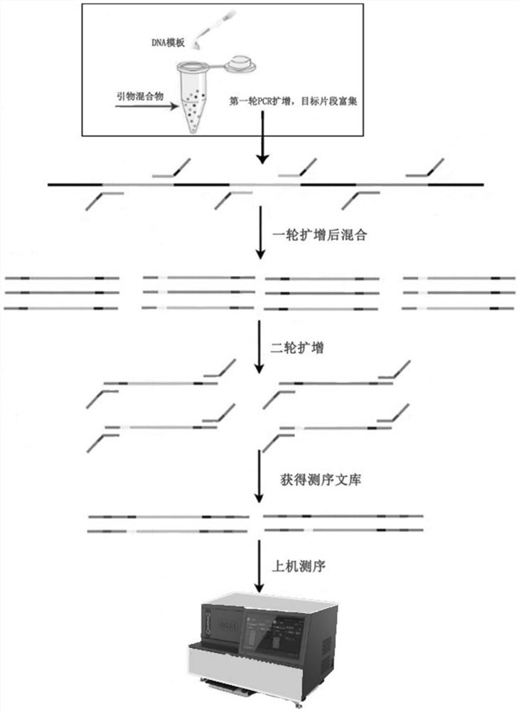 Sample mixing detection method for detecting purity of corn seeds based on mSNP technology