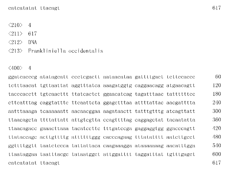 Method for identifying Frankliniella occidentalis species by utilizing PCR (Polymerase Chain Reaction)-RFLP (Restriction Fragment Length Polymorphism) technology