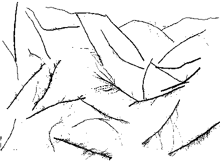 A kind of root morphological determination method of fibrous root plant