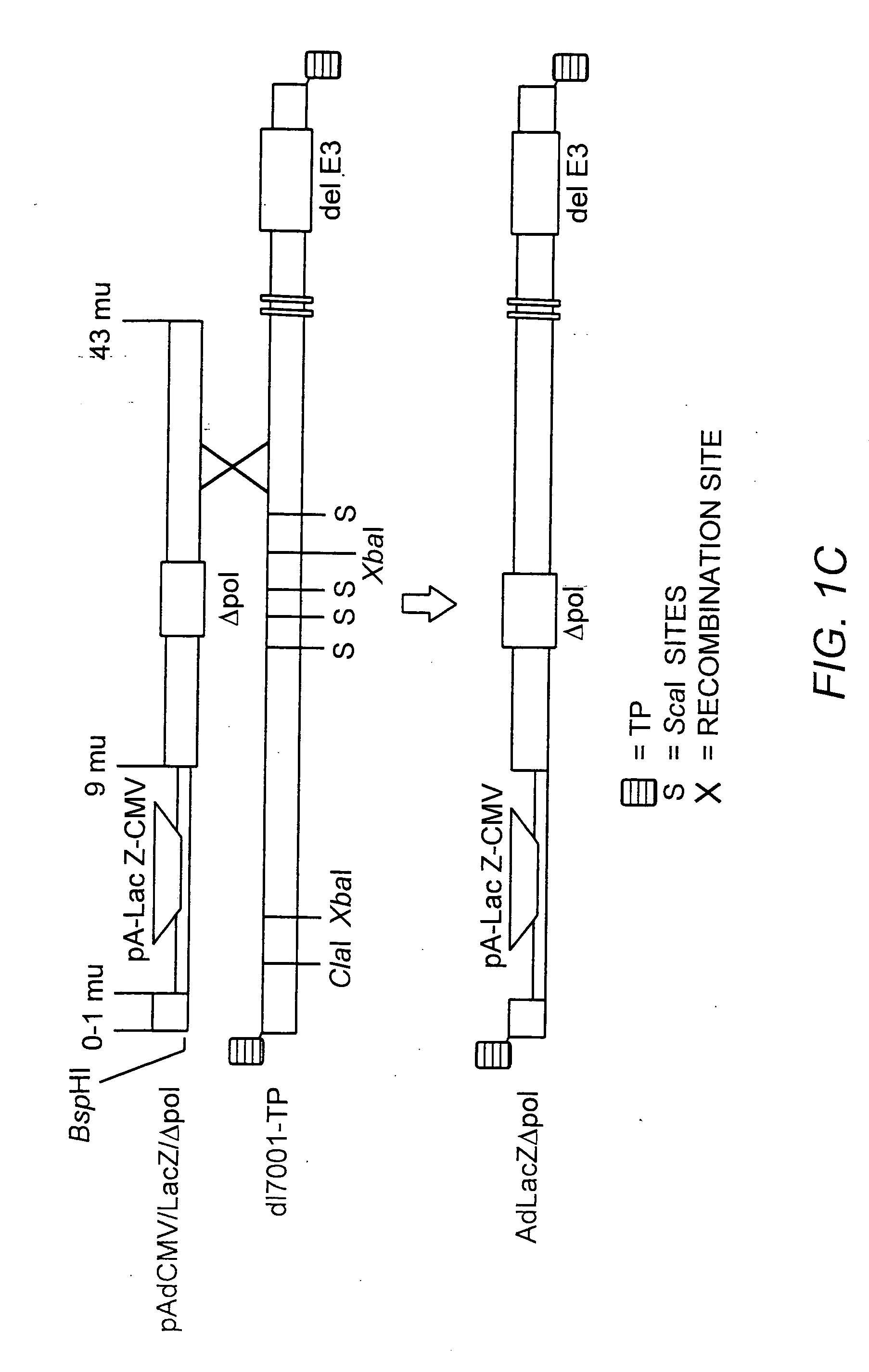 Deleted adenovirus vectors and methods of making and administering the same