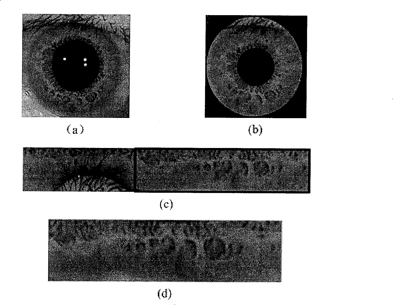 Iris image database synthesis method based on block texture sampling