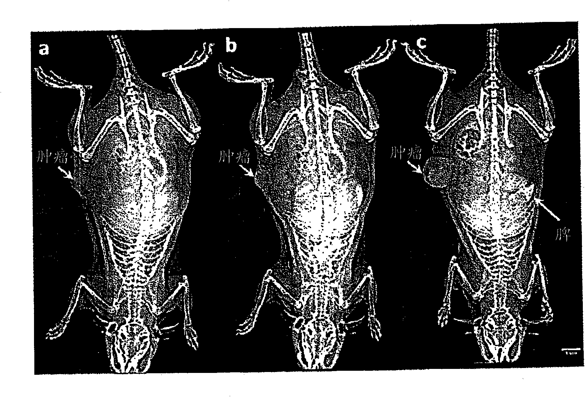 Nano-scale contrast agents and methods of use