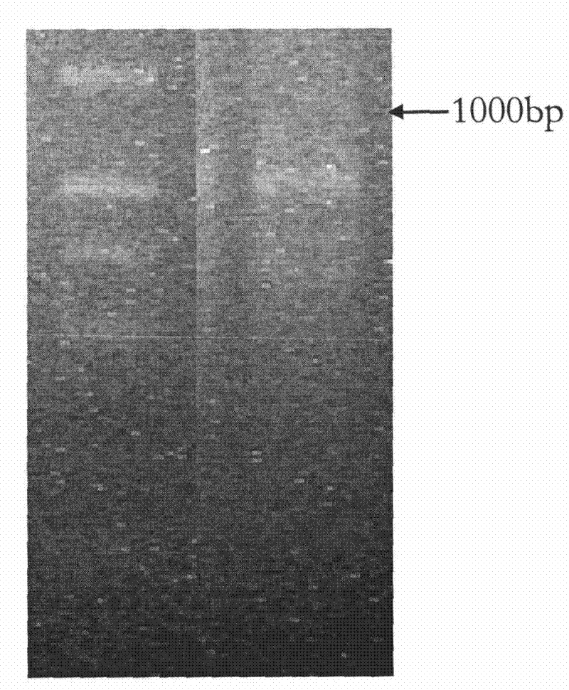 Transporter protein for regulating and controlling salt resistance and drought resistance of plant and encoding gene and application thereof