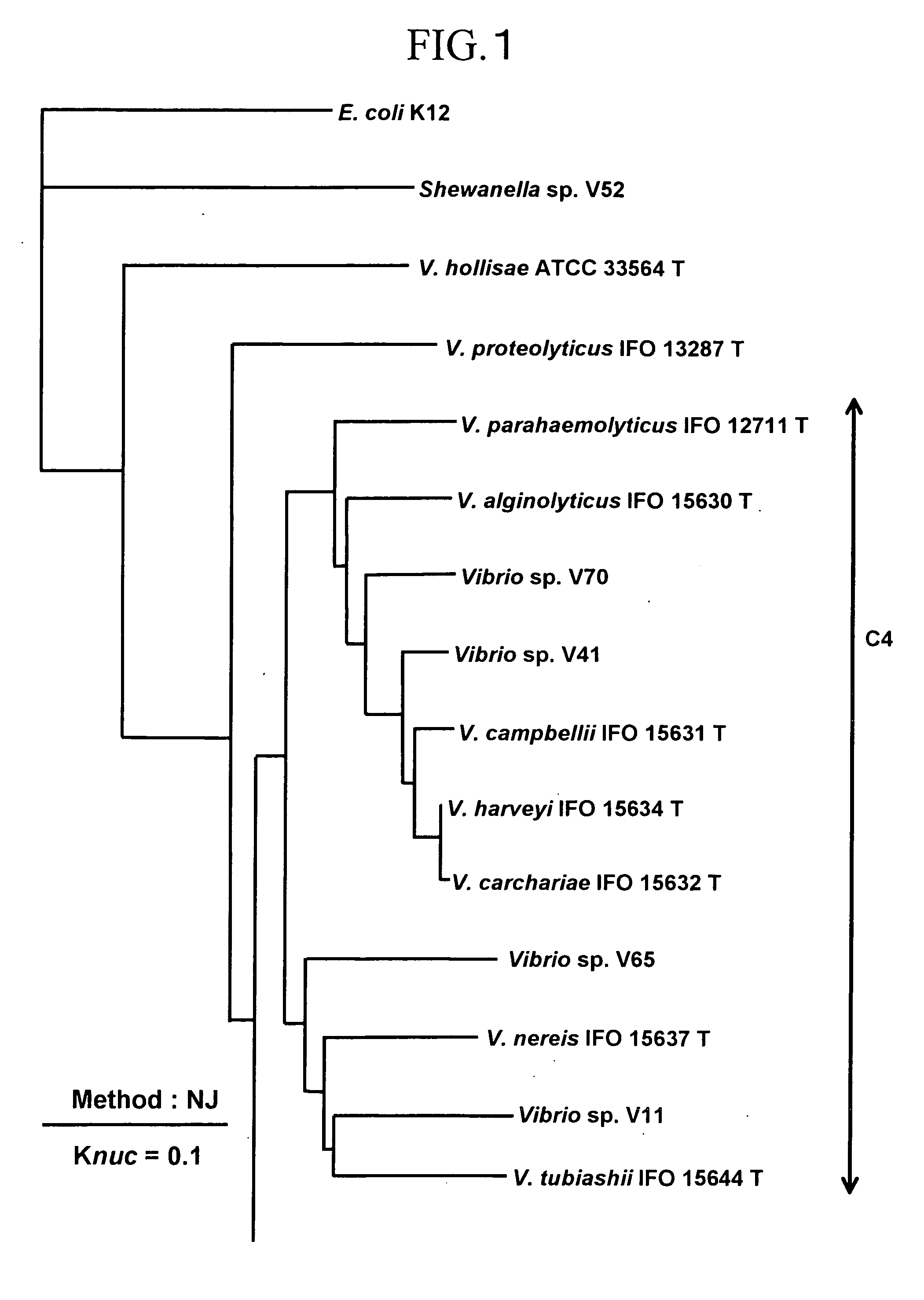 Primer and probe for detecting vibrio vulnificus and detection method using the same