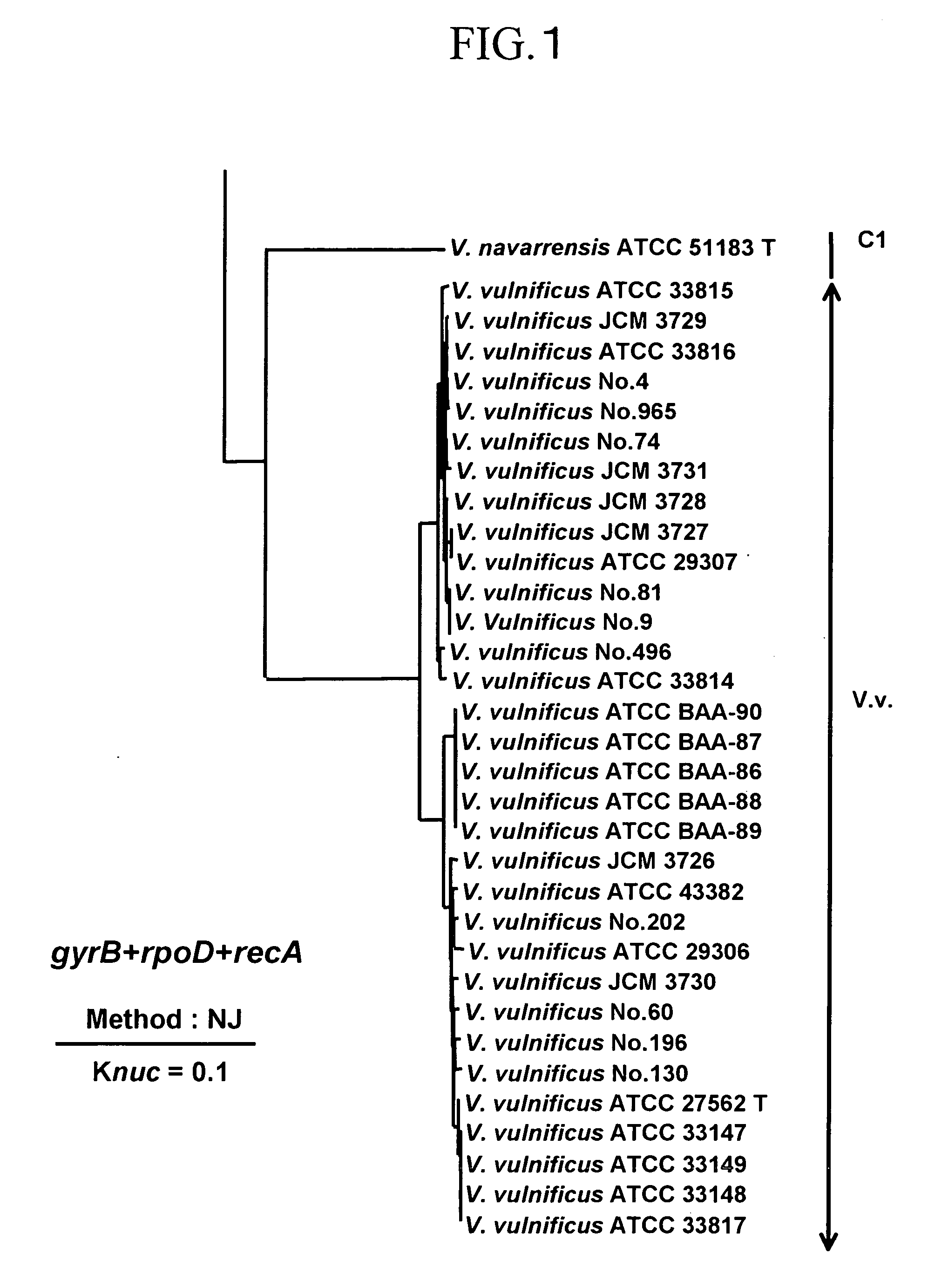 Primer and probe for detecting vibrio vulnificus and detection method using the same