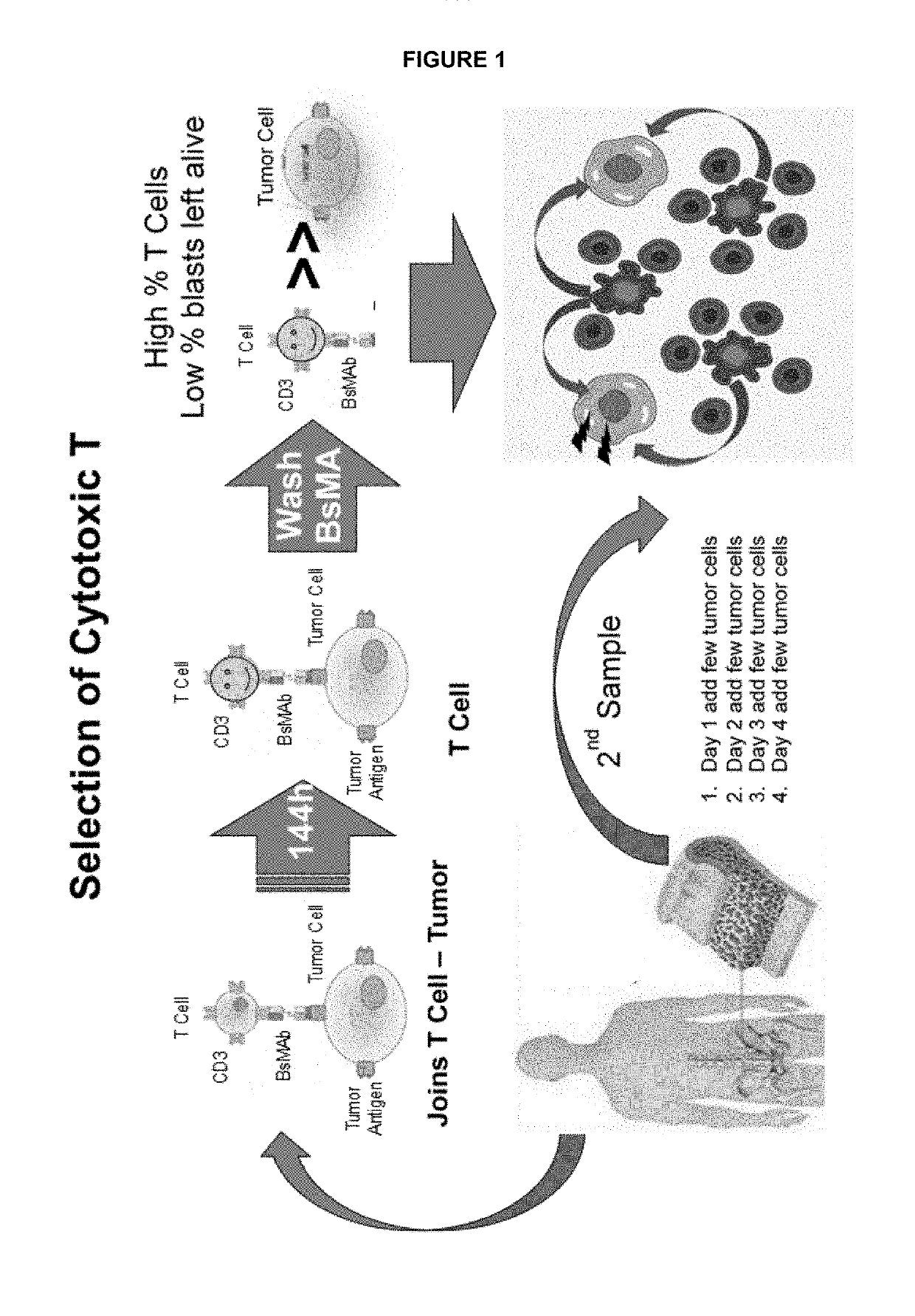 Ex vivo bite-activated t cells