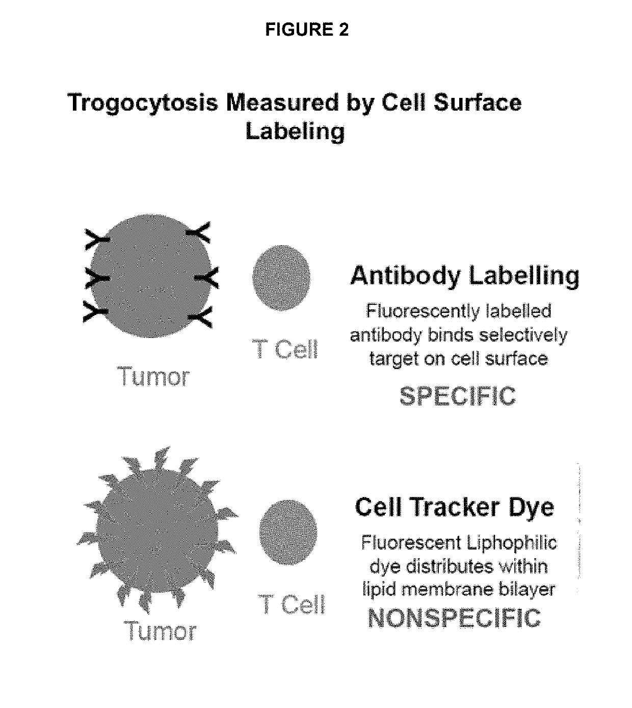 Ex vivo bite-activated t cells