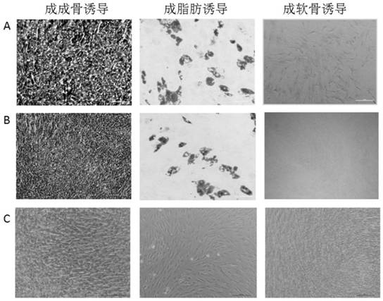 A method of inducing differentiated cells to prepare mesenchymal stem cells and a combination of regulatory targets