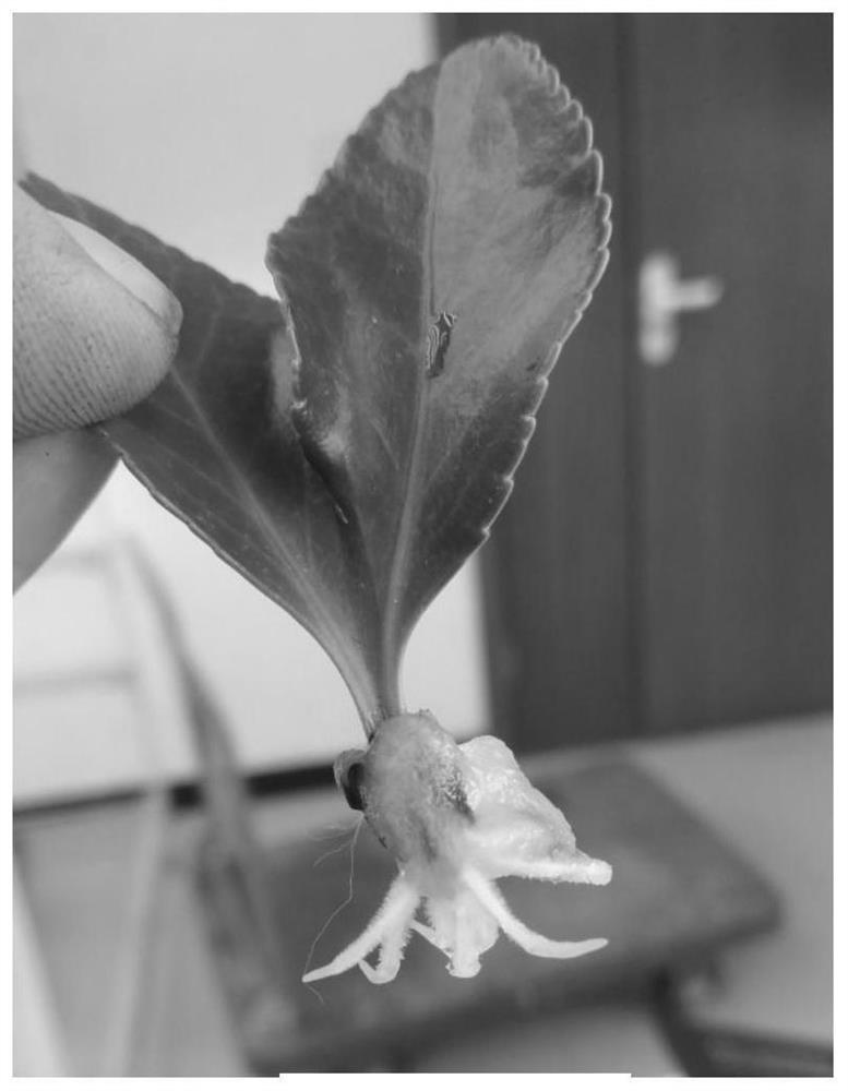 Asexual rapid propagation method for dicotyledons