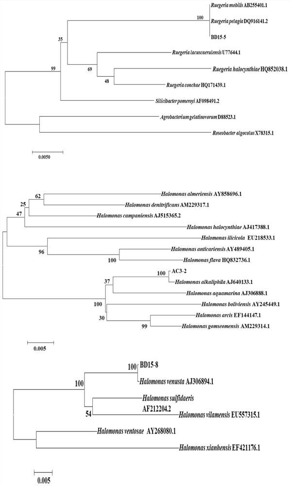 A kind of complex flora used for regulation of shrimp culture water