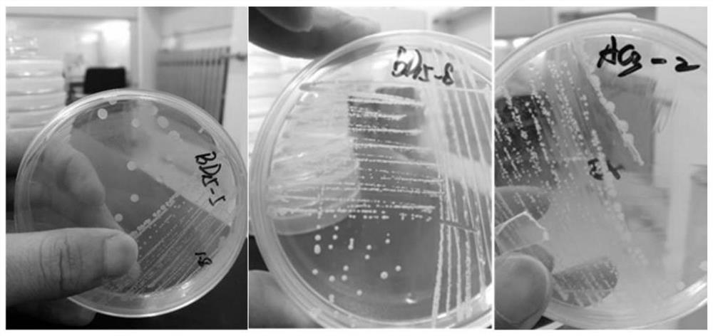 A kind of complex flora used for regulation of shrimp culture water