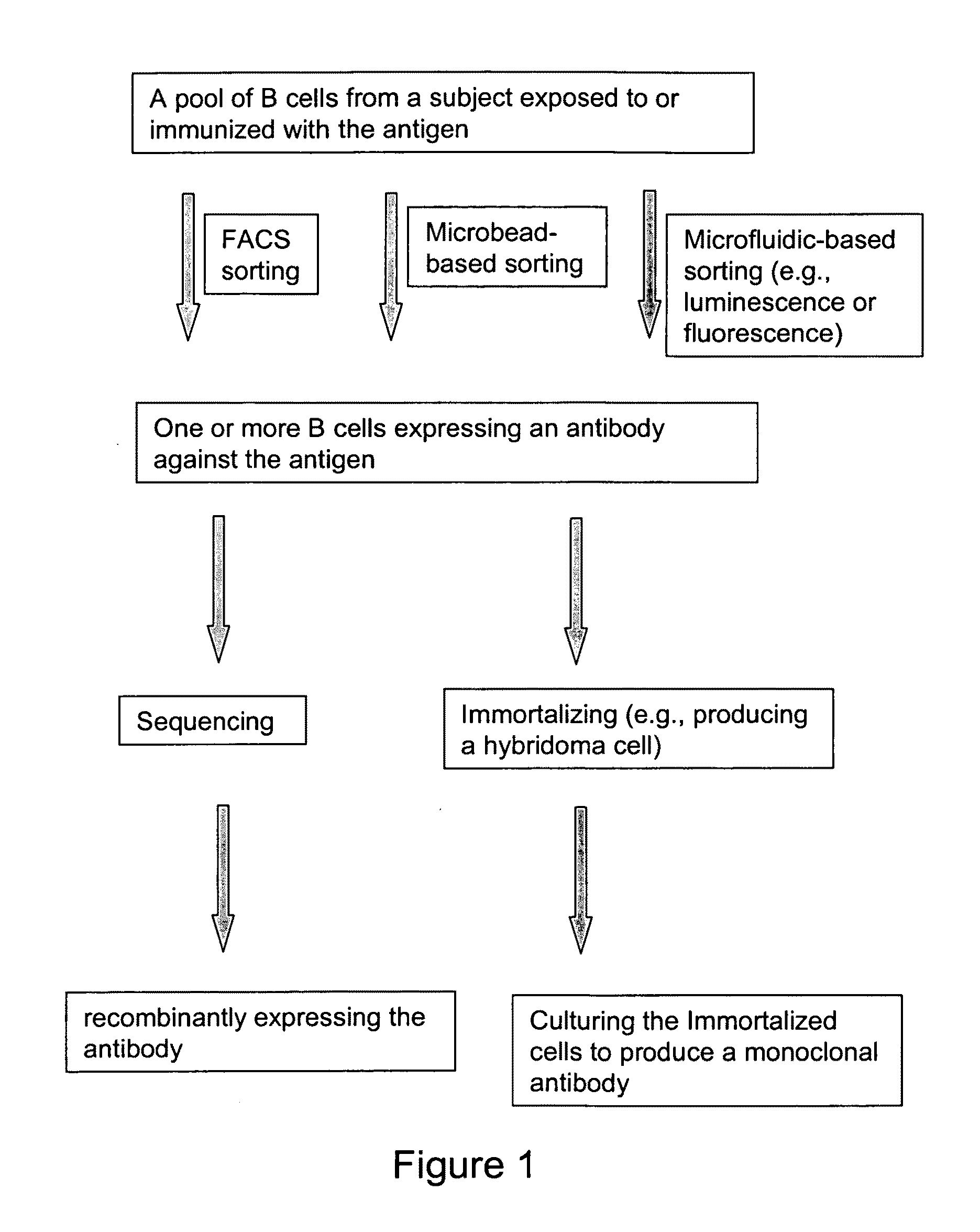 Devices and methods for immunoglobulin production