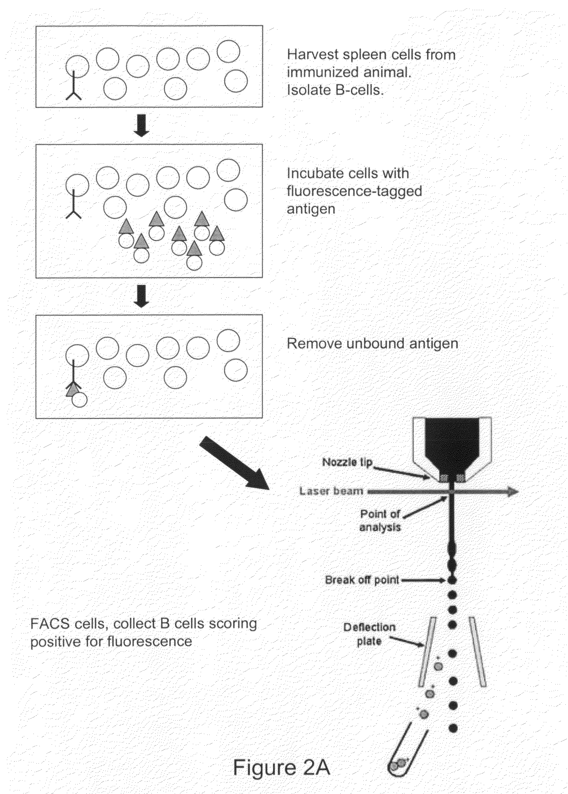 Devices and methods for immunoglobulin production