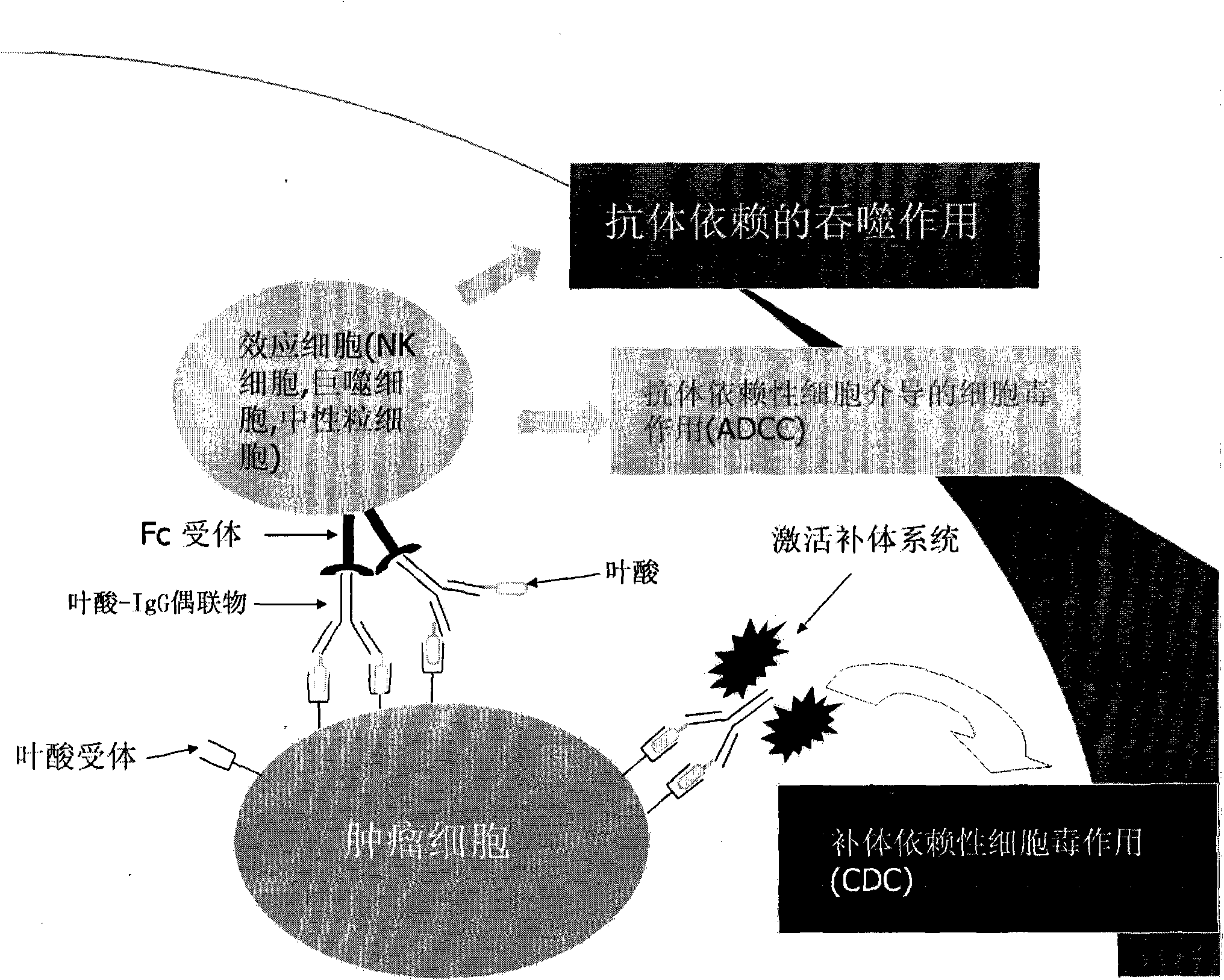 Folate-IgG conjugate as well as preparation method and application thereof